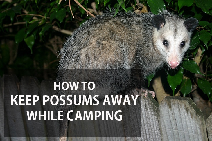 How to Keep Possums Away While Camping