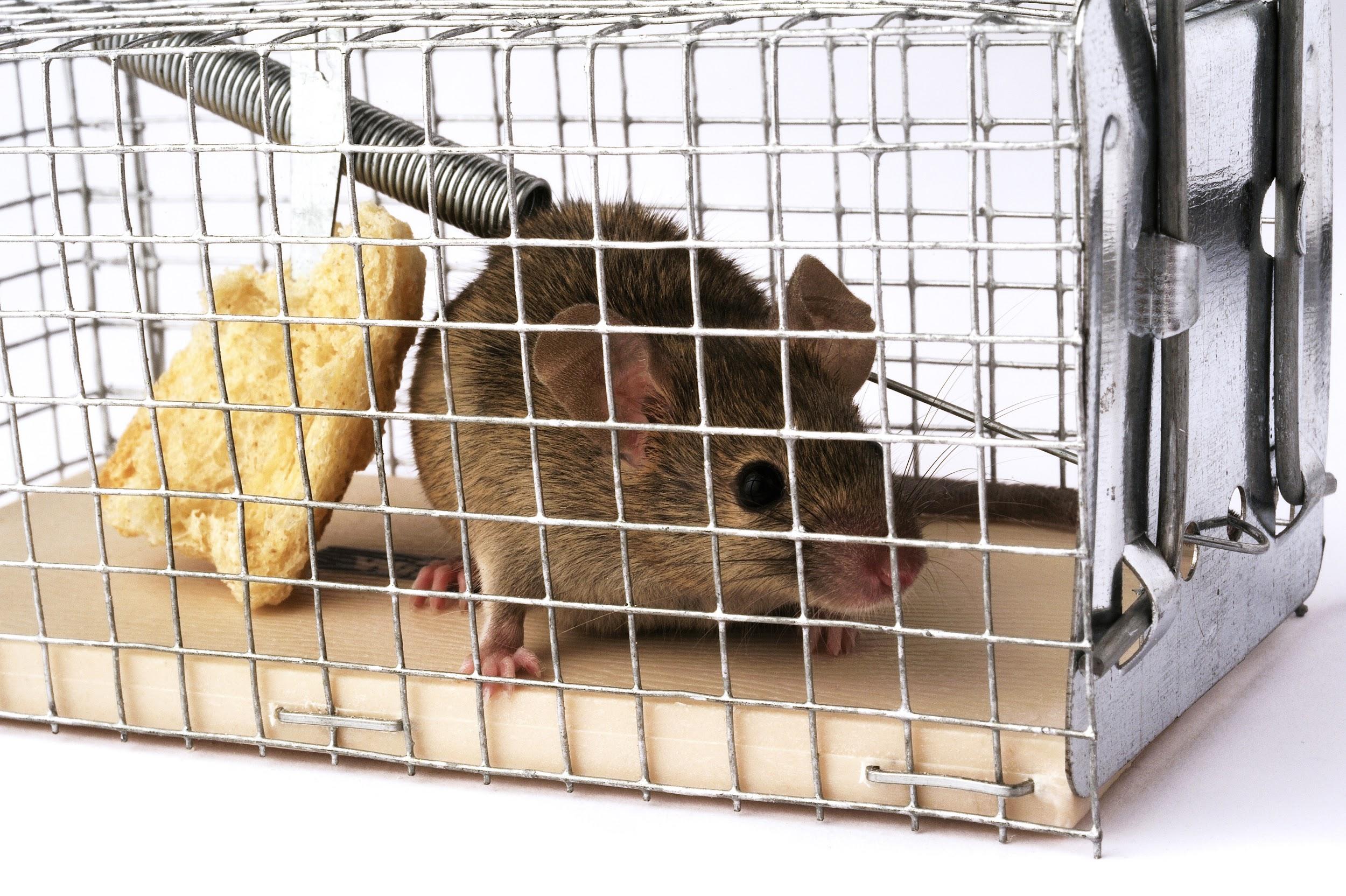 How to Keep Mice Out Of Your Camper - Preventing Rodent Infestation