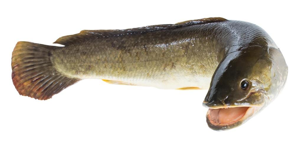 How to Catch Bowfin through the Ice