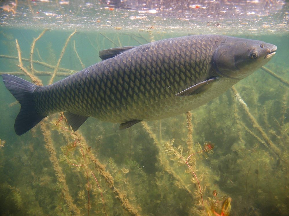 How to Catch Grass Carp