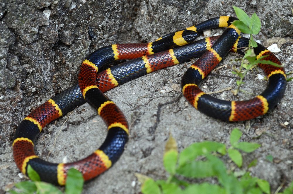 Snakebites A Complete Guide To Surviving A Snake Encounter The