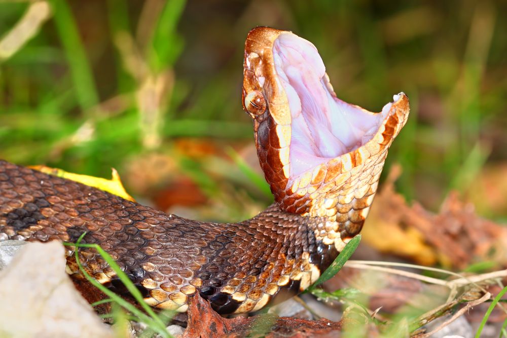Snakebites A Complete Guide To Surviving A Snake Encounter The