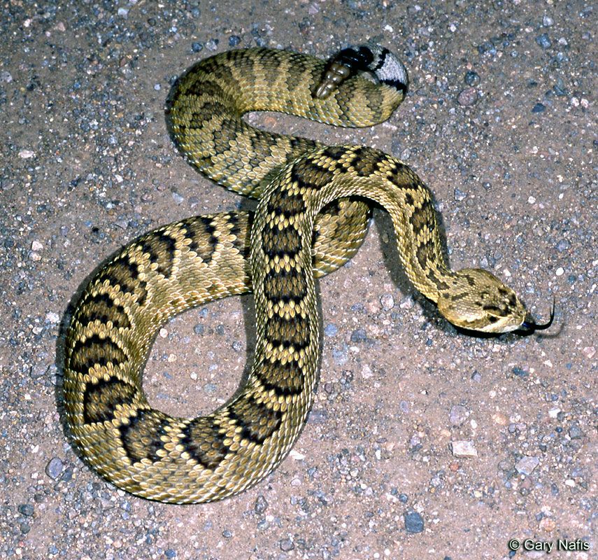 Snakebites A Complete Guide To Surviving A Snake Encounter The